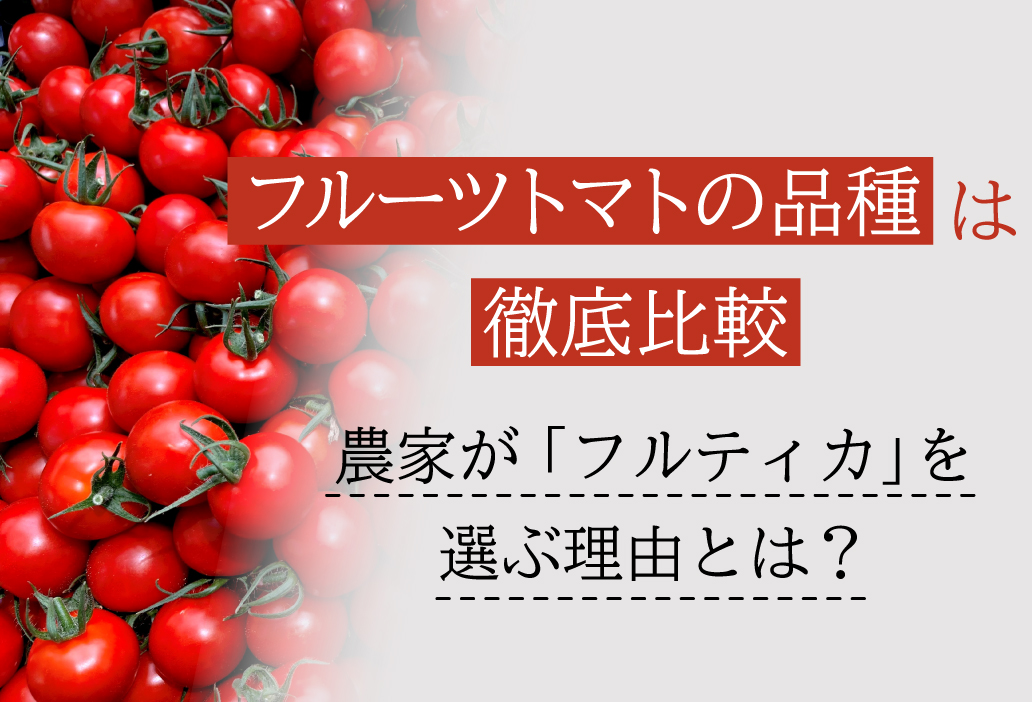 フルーツトマトの品種を徹底比較！農家が「フルティカ」を選ぶ理由とは？