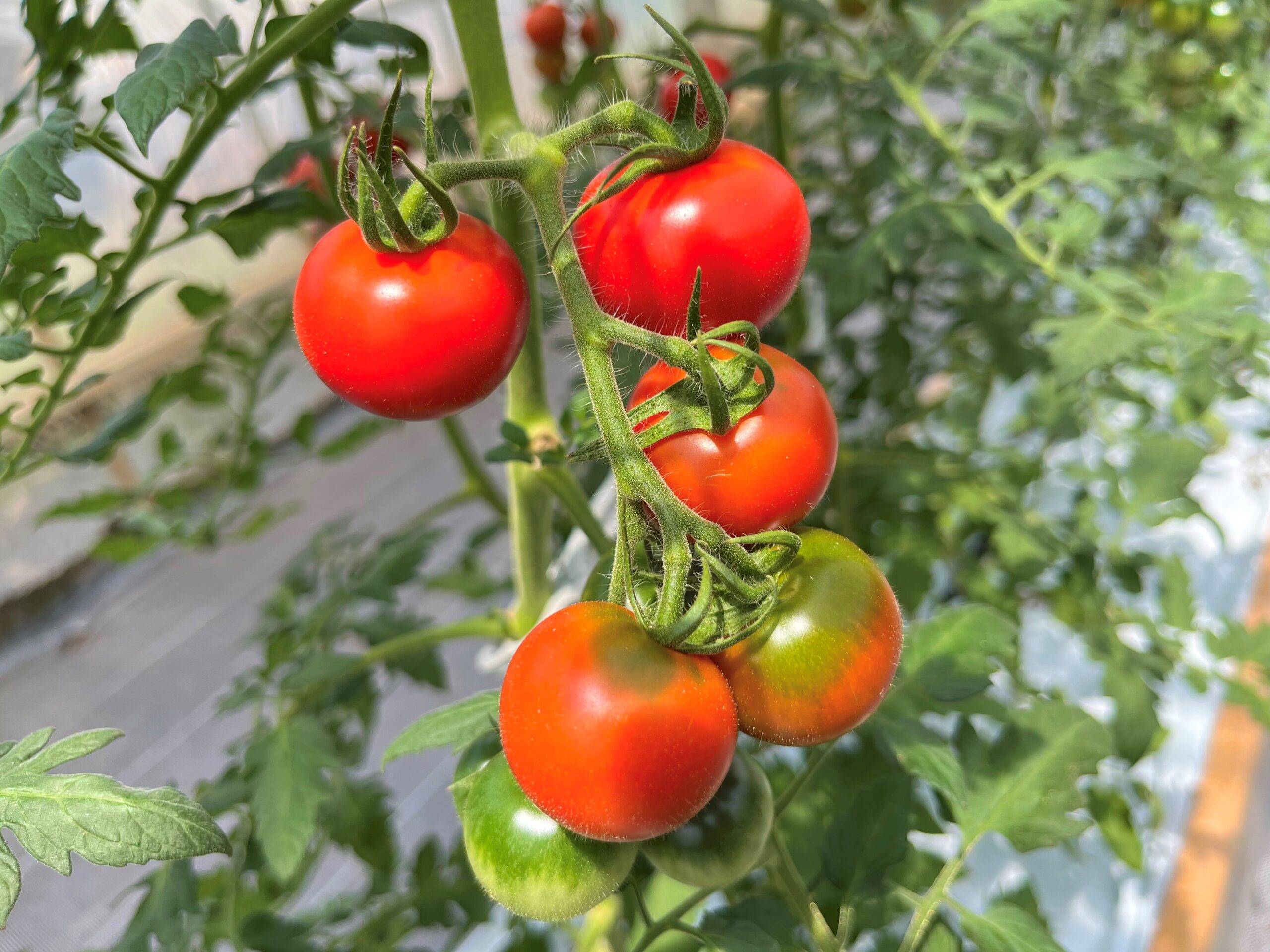 「あの時の美味しさ」が、いつでも食べられる安心感を