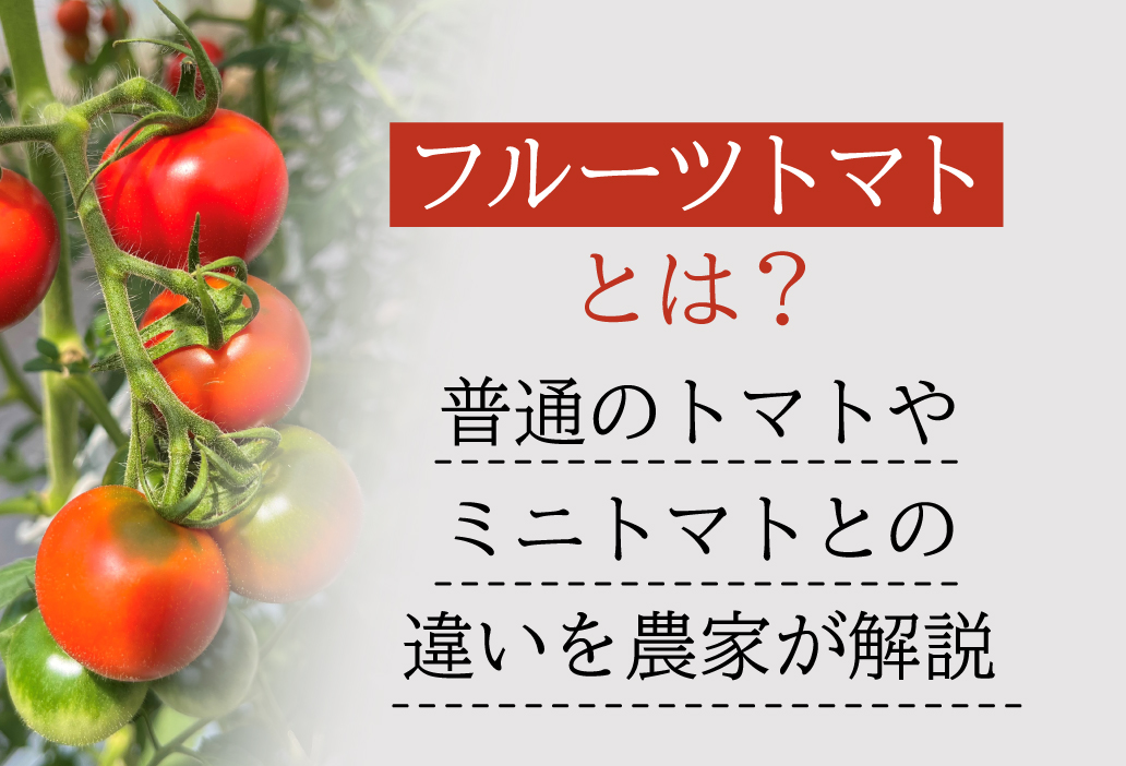 フルーツトマトとは？普通のトマトやミニトマトとの違いを農家が解説