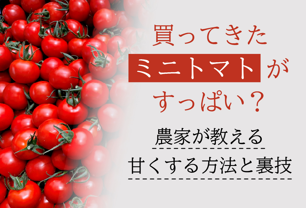 買ってきたミニトマトがすっぱい？農家が教える甘くする方法と裏技