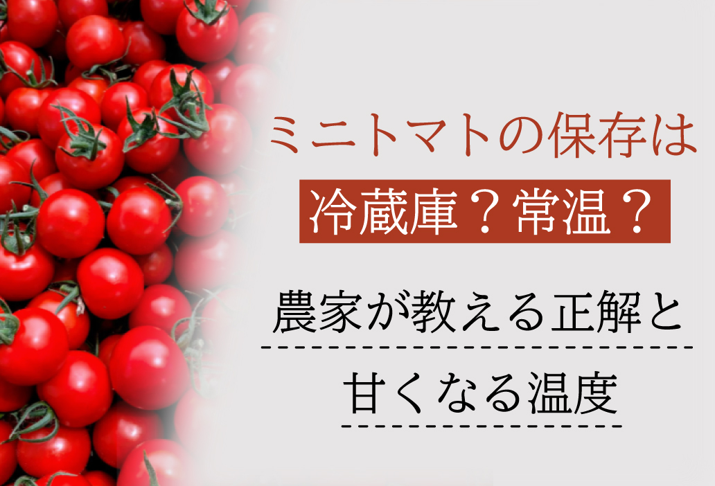 ミニトマトの保存は冷蔵庫？常温？農家が教える正解と甘くなる温度