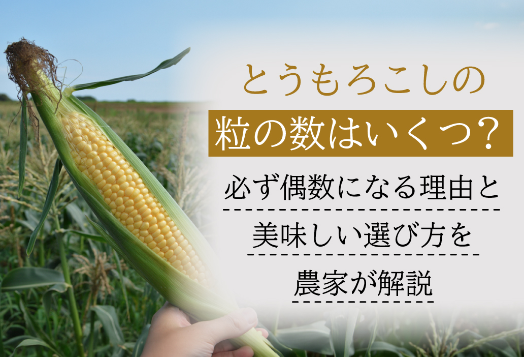 とうもろこしの粒の数はいくつ？必ず偶数になる理由と美味しい選び方を農家が解説