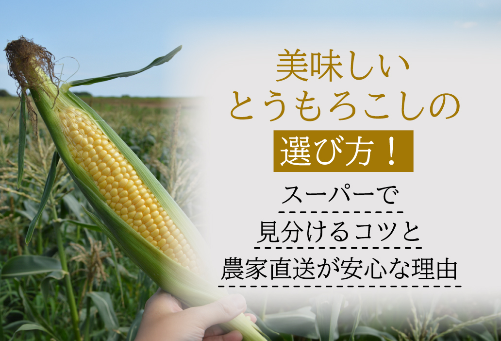 美味しいとうもろこしの選び方！スーパーで見分けるコツと農家直送が安心な理由