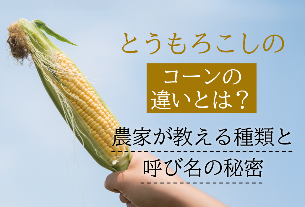 とうもろこしとコーンの違いとは？農家が教える種類と呼び名の秘密