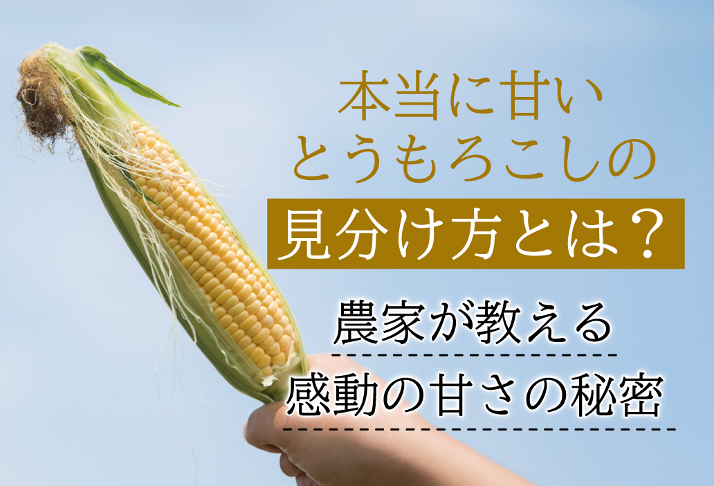 本当に甘いとうもろこしの見分け方とは？農家が教える感動の甘さの秘密