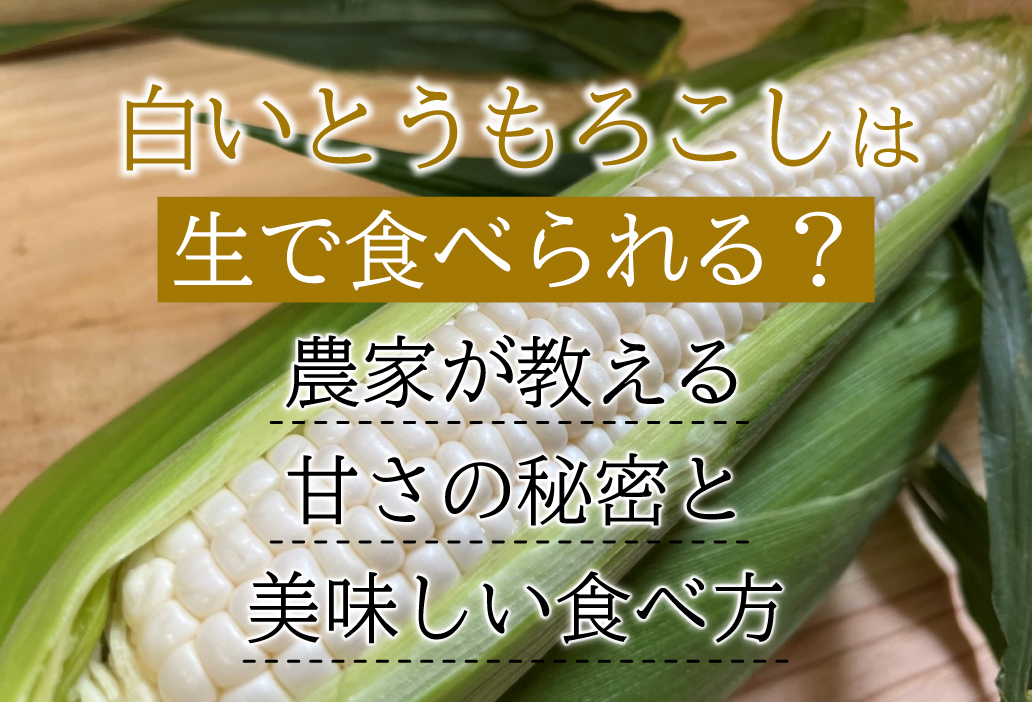 白いとうもろこしは生で食べられる？農家が教える甘さの秘密と美味しい食べ方