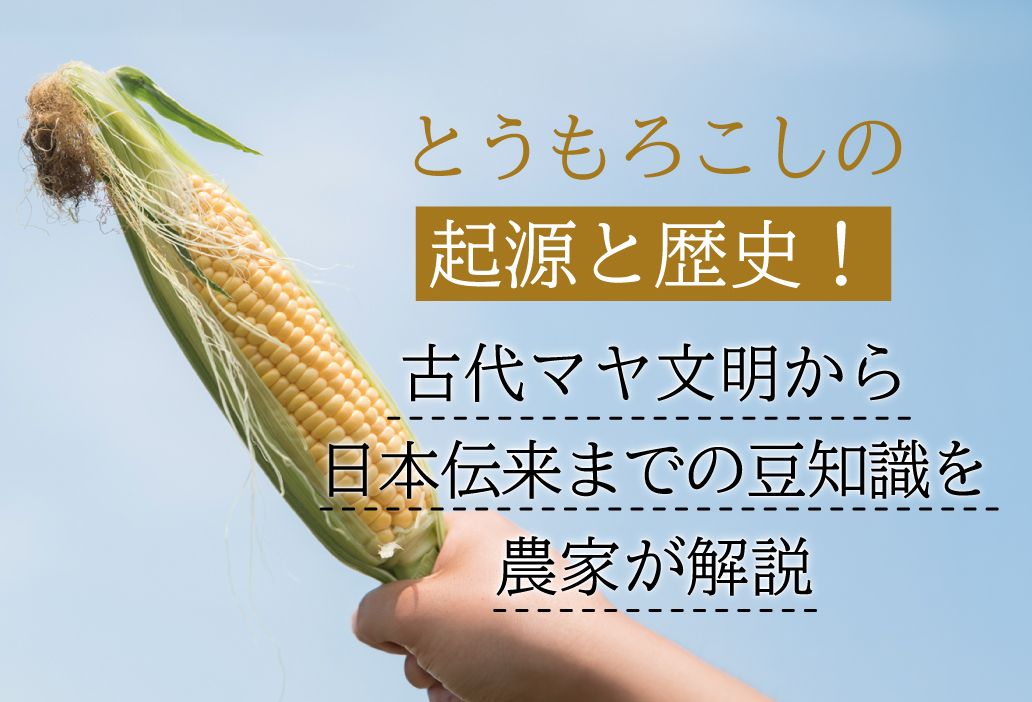 とうもろこしの起源と歴史！古代マヤ文明から日本伝来までの豆知識を農家が解説