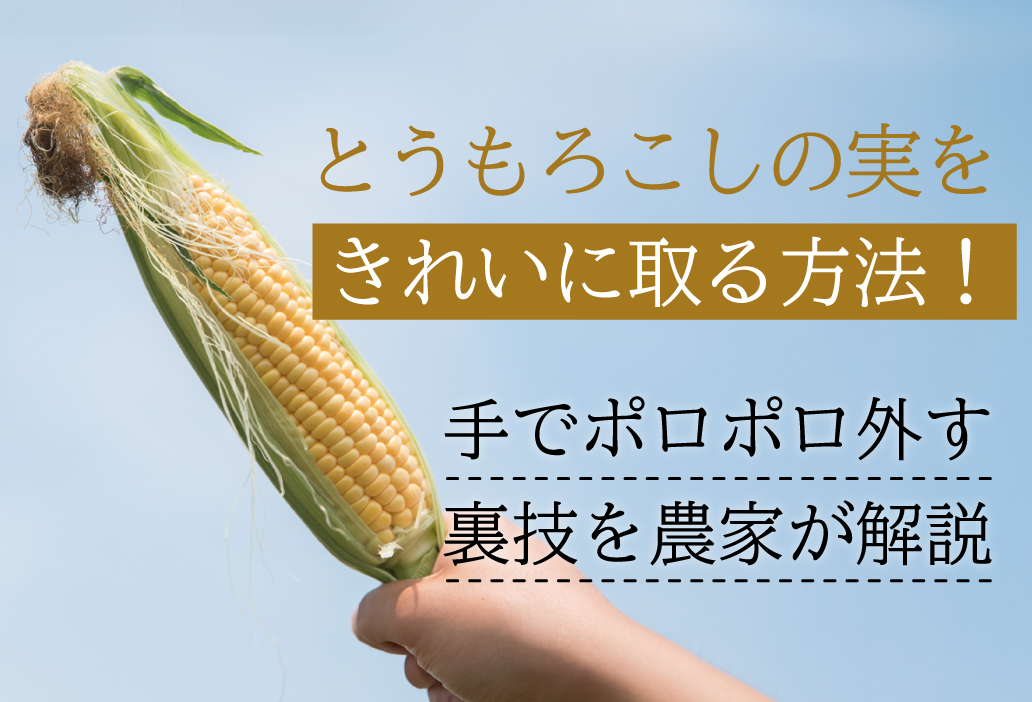 とうもろこしの実をきれいに取る方法！手でポロポロ外す裏技を農家が解説