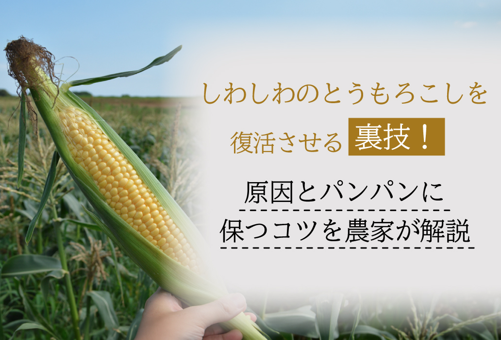 しわしわのとうもろこしを復活させる裏技！原因とパンパンに保つコツを農家が解説